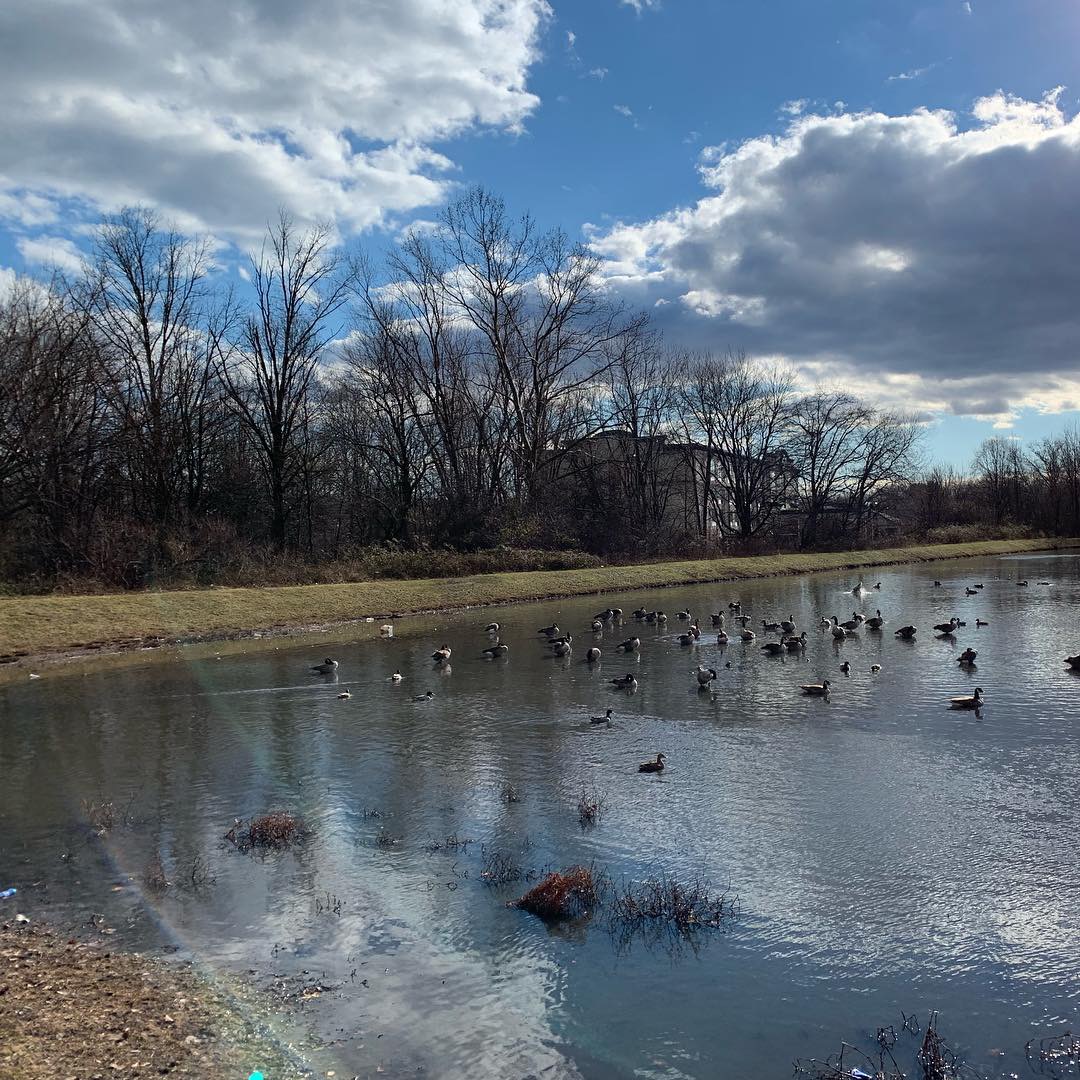 Pond beside Multiplex, Voorhees, NJ--Merril D. Smith 2019