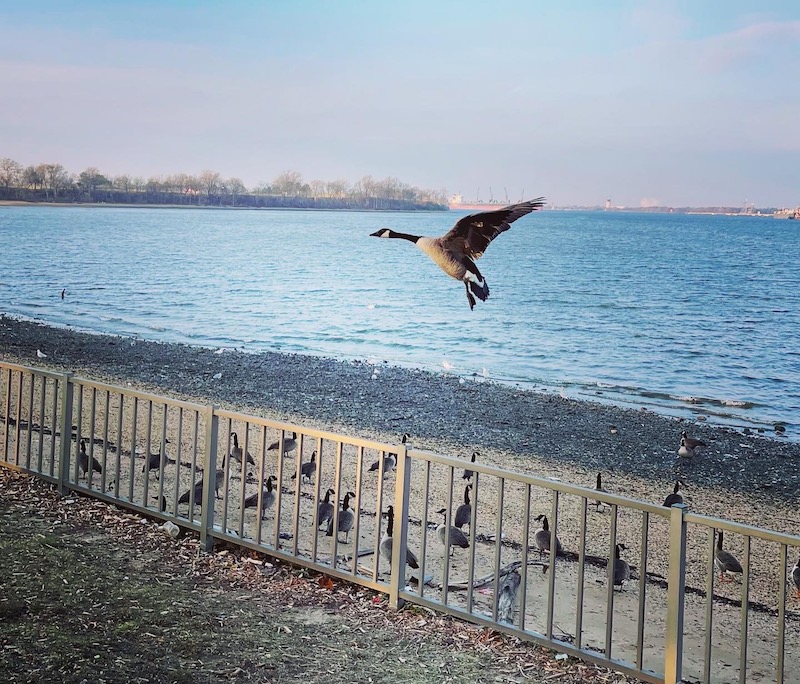 One goose flying over a fence by the river